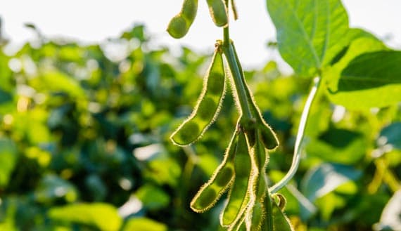 Close-up of a crop field