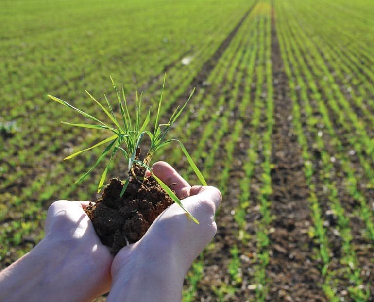 Hands holding a young crop seedling