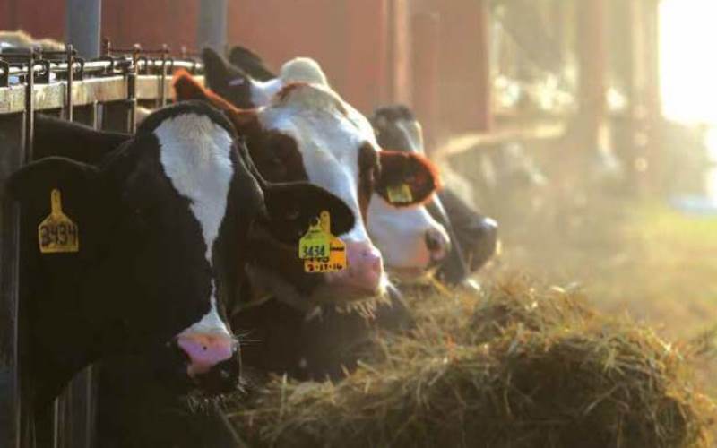 Dairy cows eating hay at a feeding station inside a barn, with warm sunlight in the background.